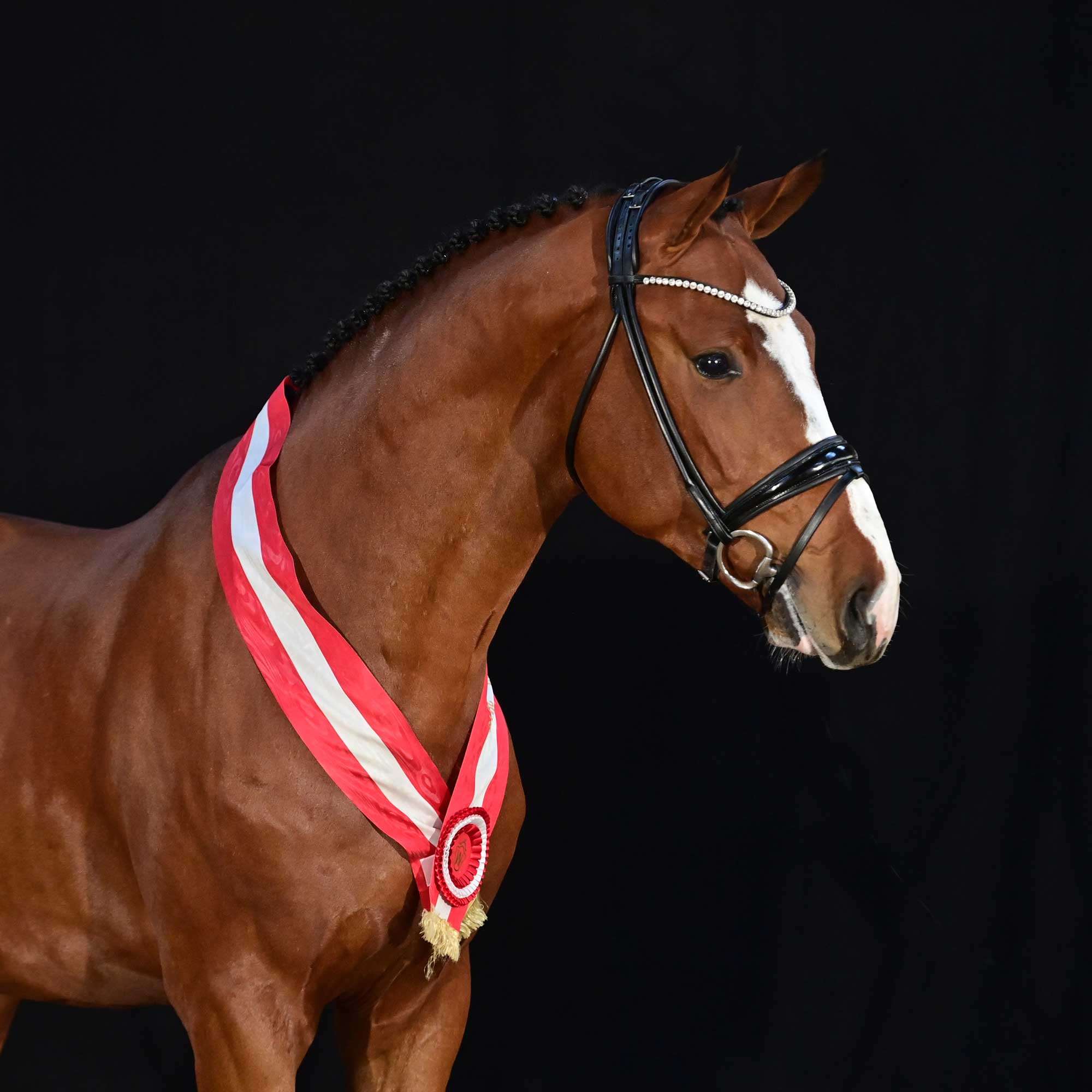 Kartel's Emerald Stallion